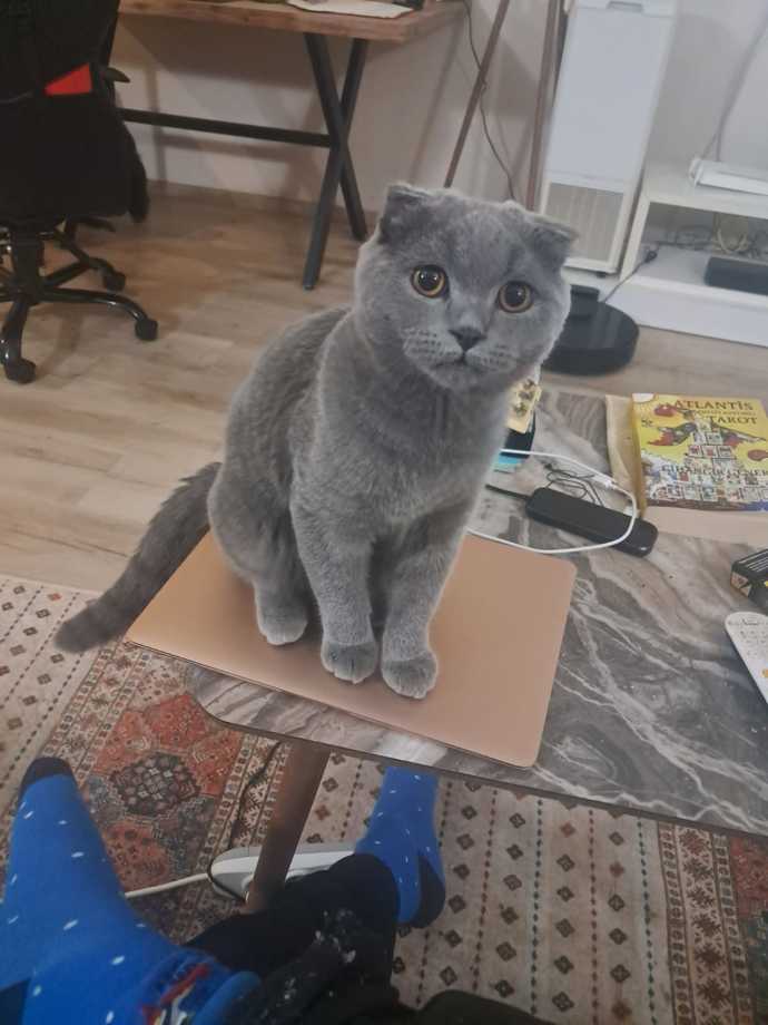Arkadaşlar ben sivri kulaklısını istemiştim elime bu geldi, nereye iade edebilirim?
