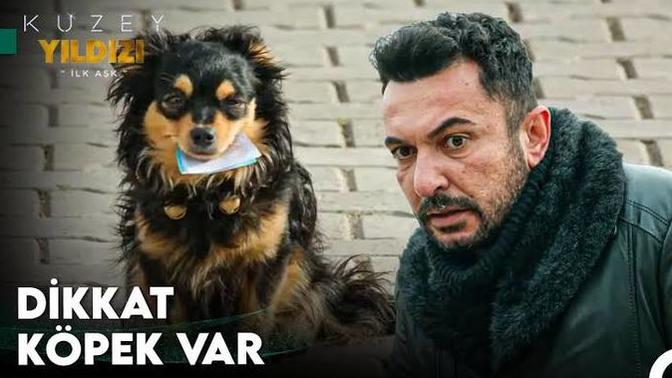 Köpeklerden korkar mısınız?