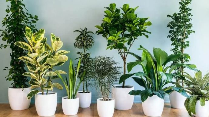 Bahçesi olmayanlar için balkon bahçeciliği nasıl yapılır?