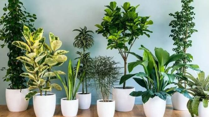 Bahçesi olmayanlar için balkon bahçeciliği nasıl yapılır?