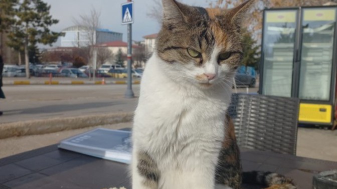 Göbekten nasıl kurtulucassss?