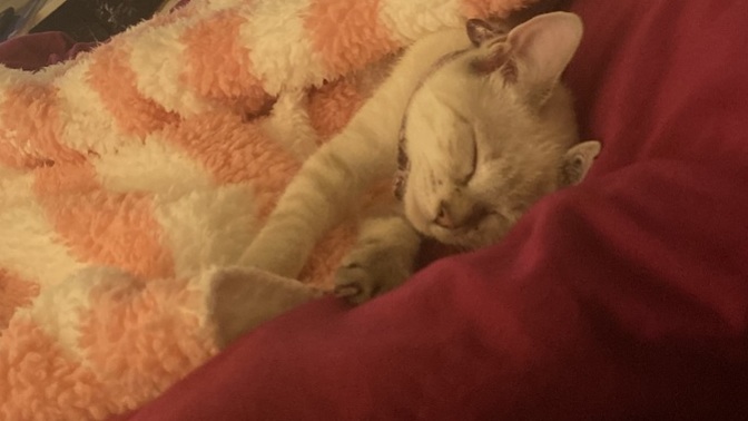 Cinsi ne hala bulamadım?