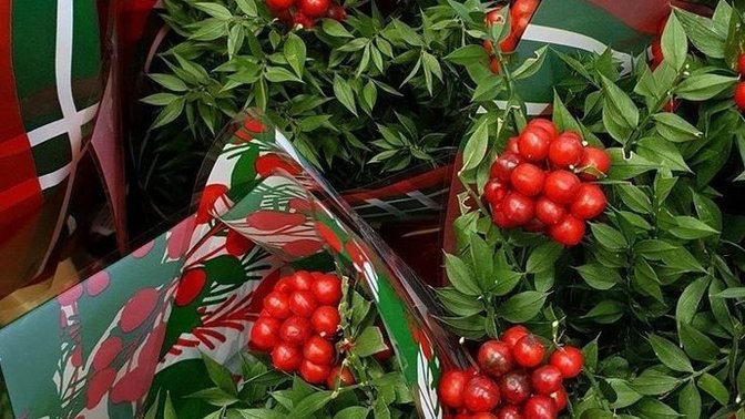 Kokina çiçeği almayanlar sayımızı bilelim söyleyin de?