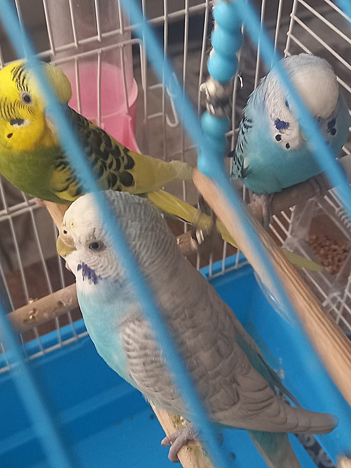 Yeni kuş Yeni kafese Yeni arkadaşlara ne zaman alışır?
