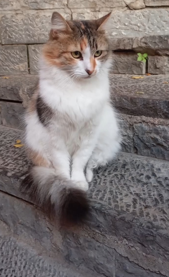 Uzaktan beni görsel yetiyor 🥰😻