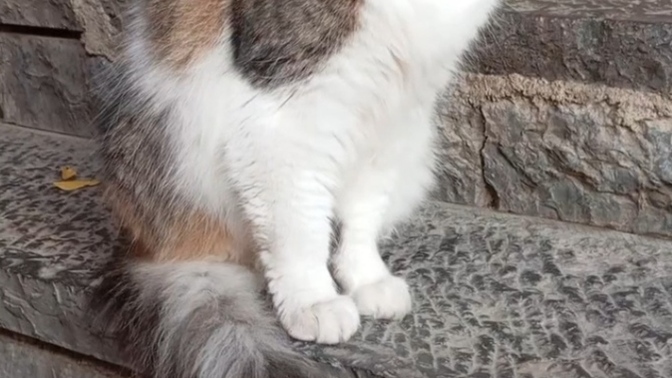 Sevgimi hissediyor olabilirler mi?