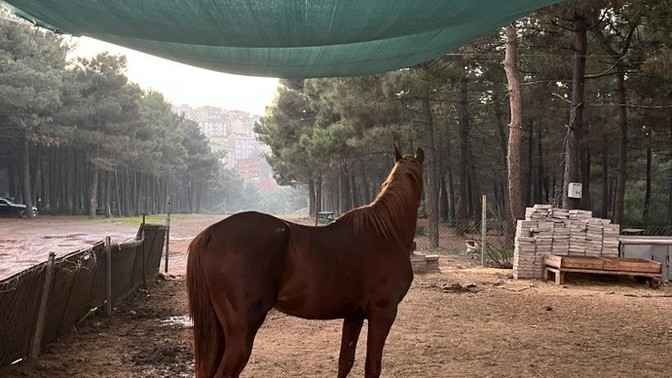 Şu an hangi şarkıyı dinliyor ve öneriyorsun?
