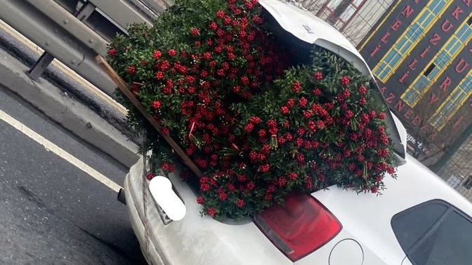 Kokina çiçeği aldınız mı yıl bitecek?
