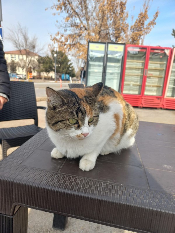 Sizce bir gün Tofaş sürebilir miyim?