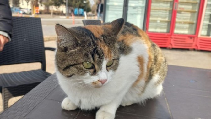 Sizce bir gün Tofaş sürebilir miyim?