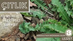 Yediğiniz en lezzetli ot nedir?