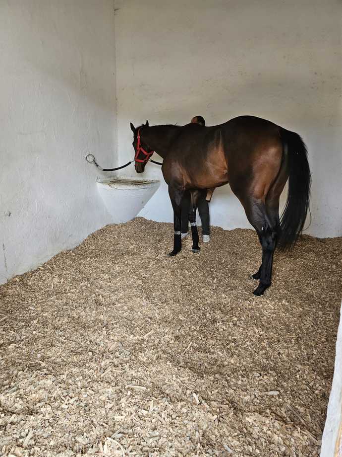 Sizce atlar 🐎 nasıl hayvanlar?