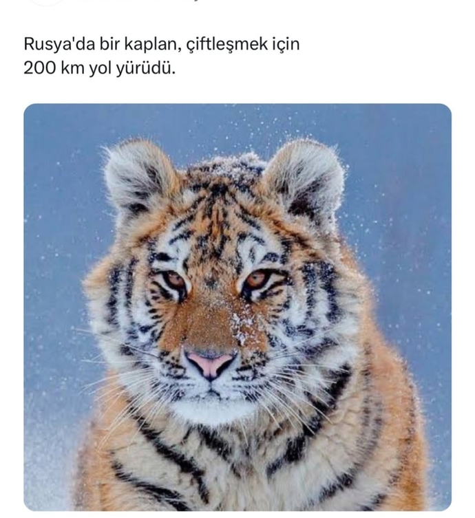 Mücadeleci misiniz yoksa kolay pes mi edersiniz?