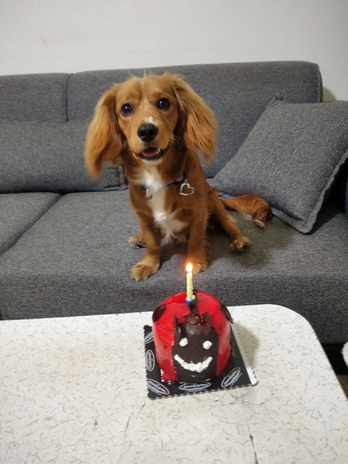 Köpeği olanlar görsel atın?