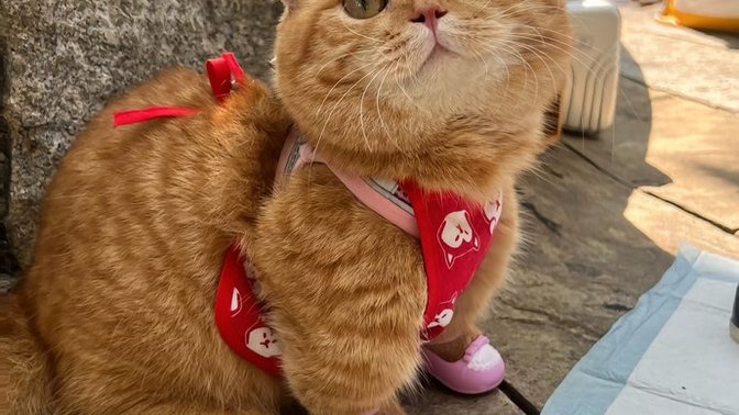 Günaydın oldunuz mu karlı havaya?