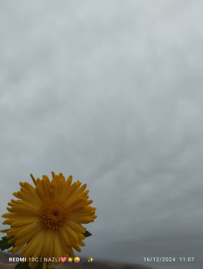 🌼🙏😻