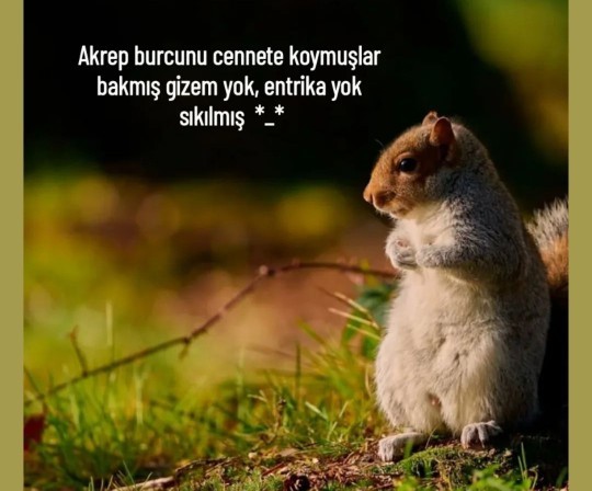 Hangi burç sadece entrikayla beslenir?