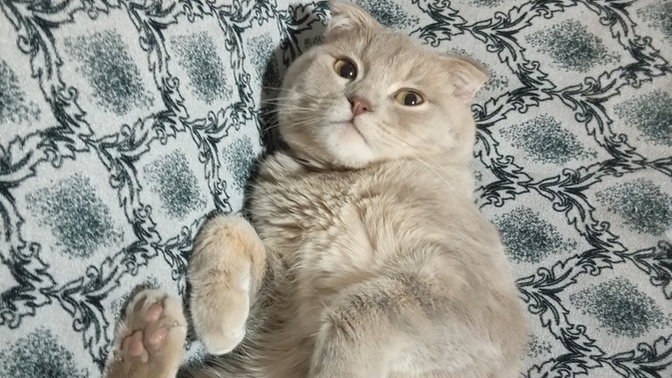 Kedim çok tatlı yatmamış mı?
