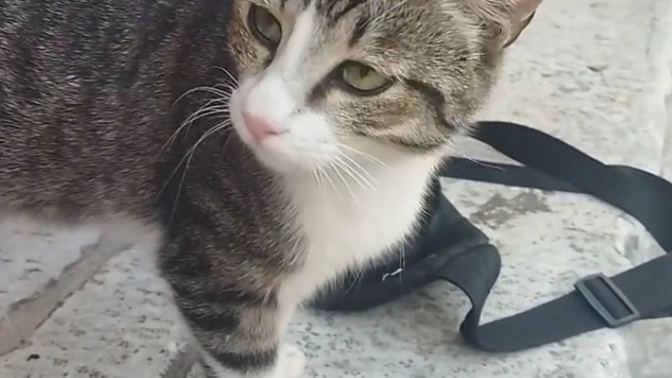 Hala yere çöp atanları gördükçe delirmem ve anlayamamam ve buna kafayı takmam normal mi? ?