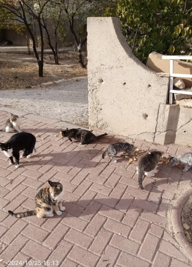 Sokak hayvanları için yiyecek bırakıyor musun?