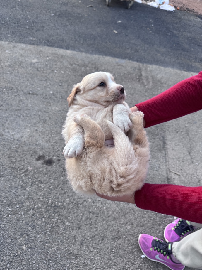 Köpeğiniz var mı?
