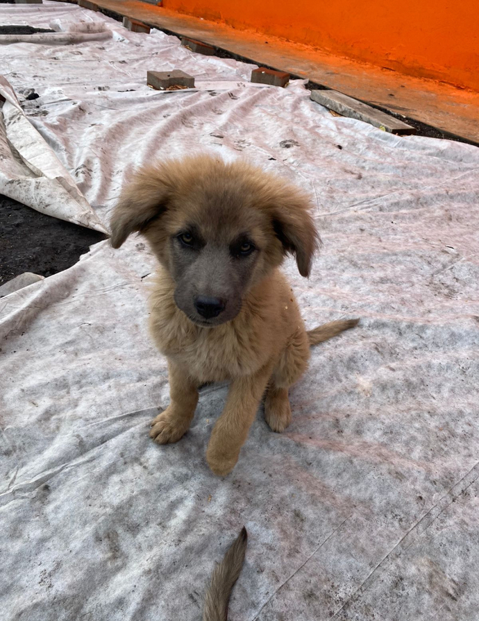 Köpeğiniz var mı?