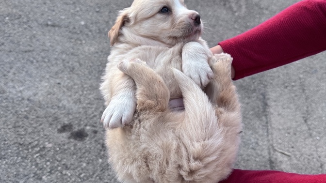 Köpeğiniz var mı?