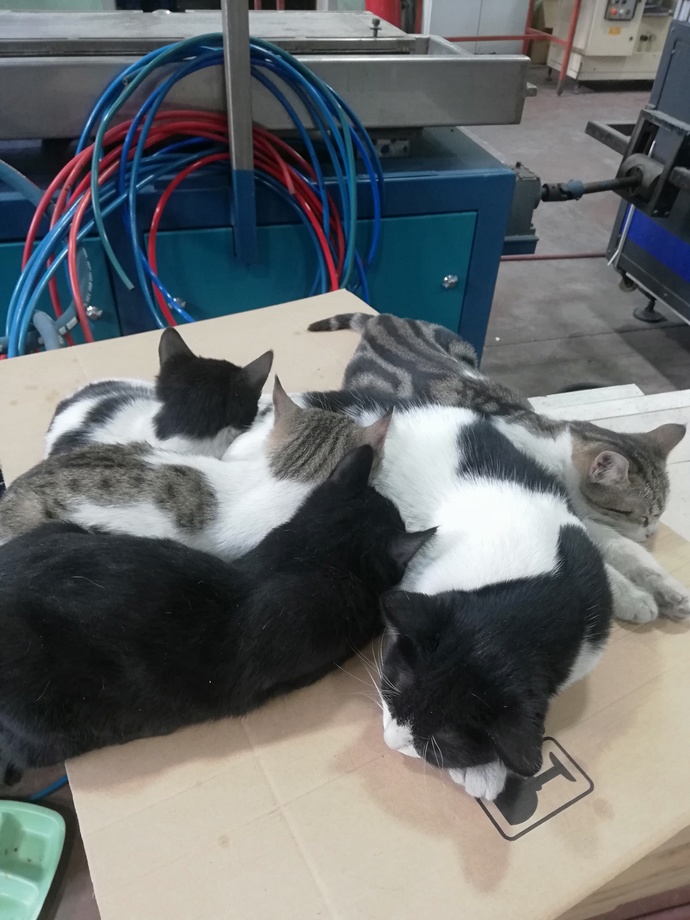 Kedi kedi kediler 