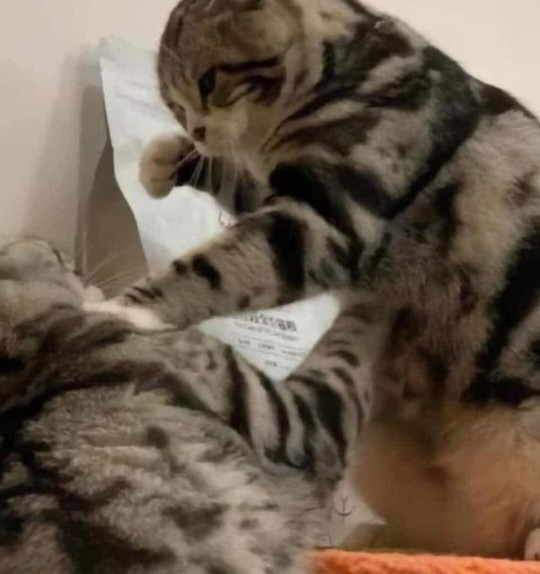 Bugün dünya trip atma günüymüş 😒 Sevgiliniz, arkadaşınız, kardeşiniz trip atarken  hangisine benziyor?