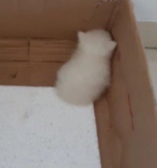 Bugün dünya trip atma günüymüş 😒 Sevgiliniz, arkadaşınız, kardeşiniz trip atarken  hangisine benziyor?