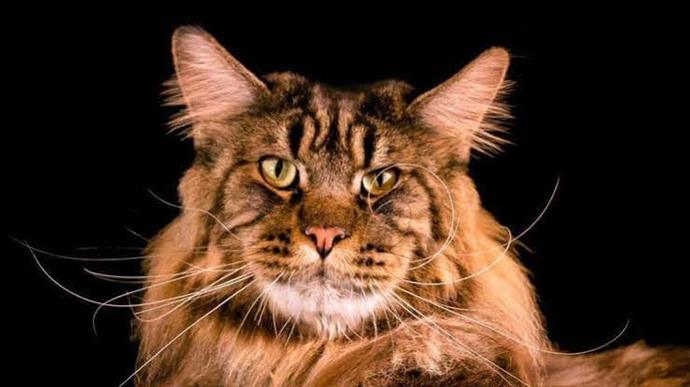 Bir kedi olsaydınız nasıl bir kedi olurdunuz?