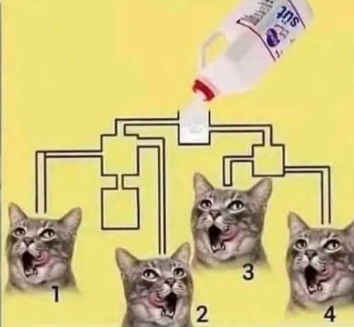 Beyin yakan soru.. sütü ilk hangi kedi içer?