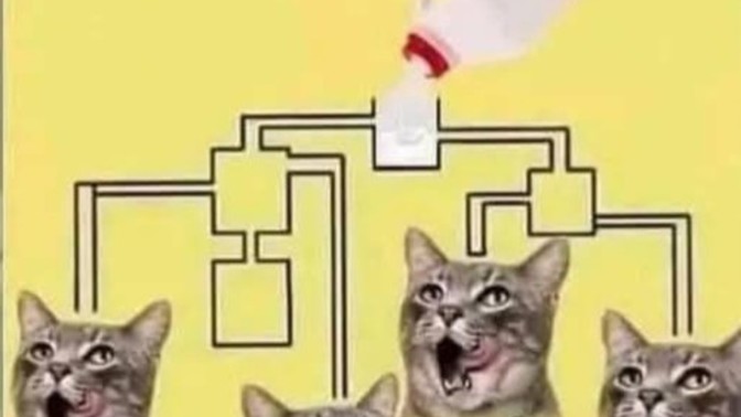 Beyin yakan soru.. sütü ilk hangi kedi içer?