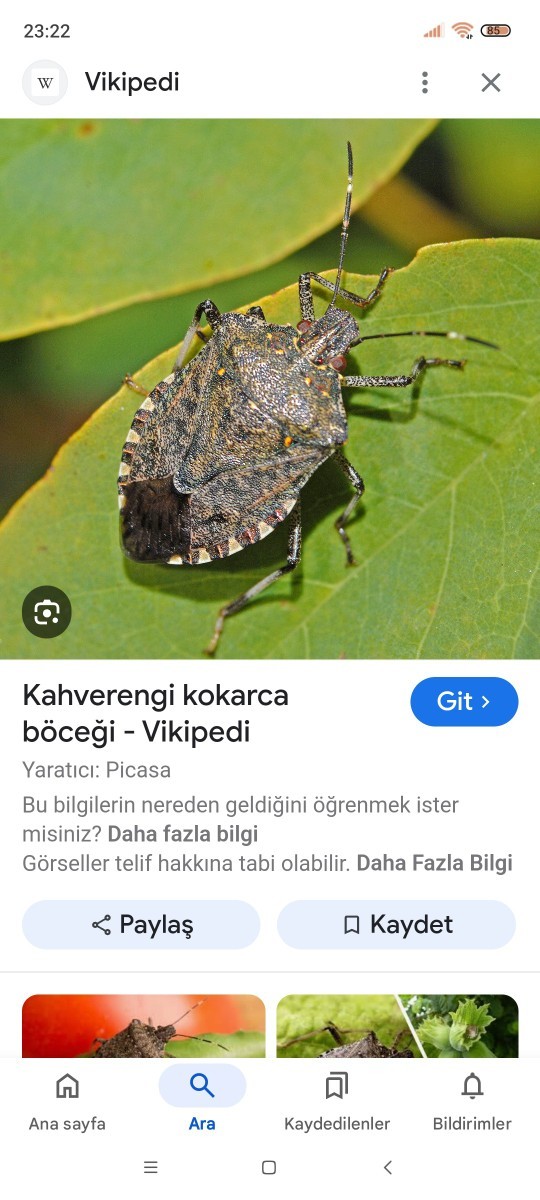 Odamdaki bu böcek nereye gitmiş olabilir?