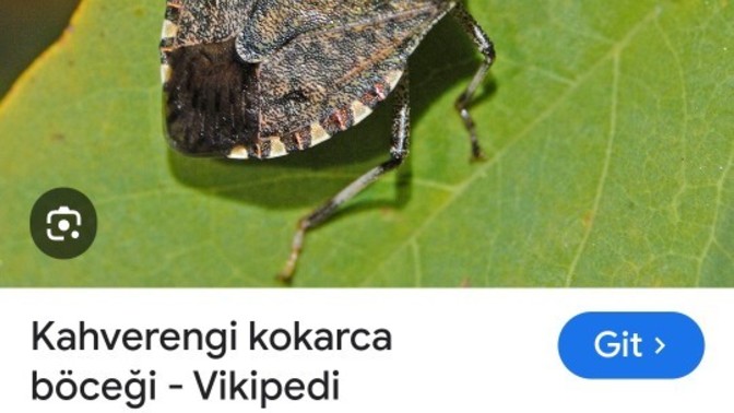 Odamdaki bu böcek nereye gitmiş olabilir?