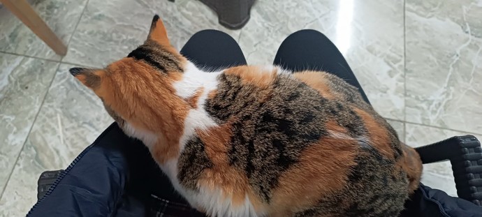 Kediniz köpeğiniz size aşık mı?