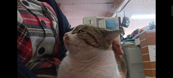 Kediniz köpeğiniz size aşık mı?