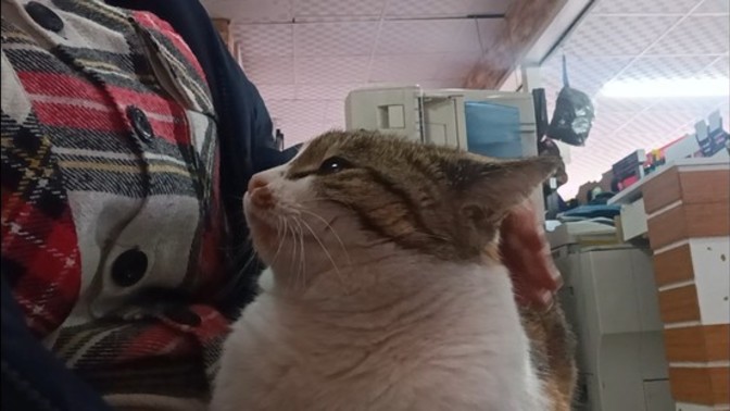 Kediniz köpeğiniz size aşık mı?
