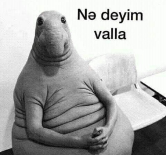 Komik bir şey söyle bakam?