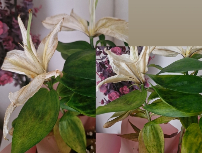 Lilium Çiçeğim Çürüdü?