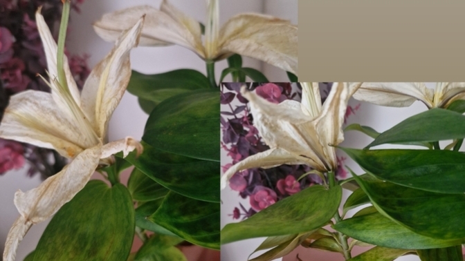 Lilium Çiçeğim Çürüdü?