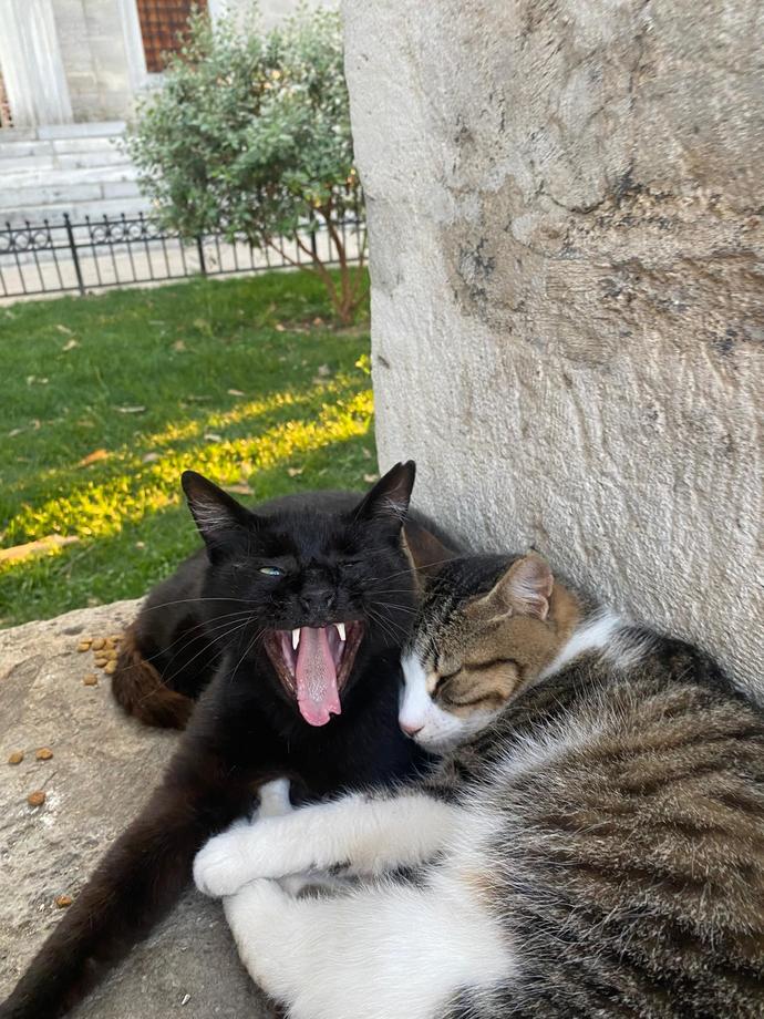 Çektiğiniz en güzel hayvan fotoğrafı nedir?