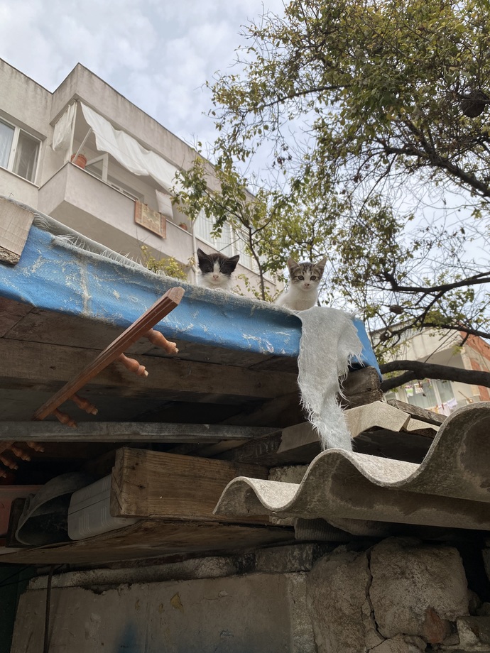 Çektiğiniz en güzel hayvan fotoğrafı nedir?