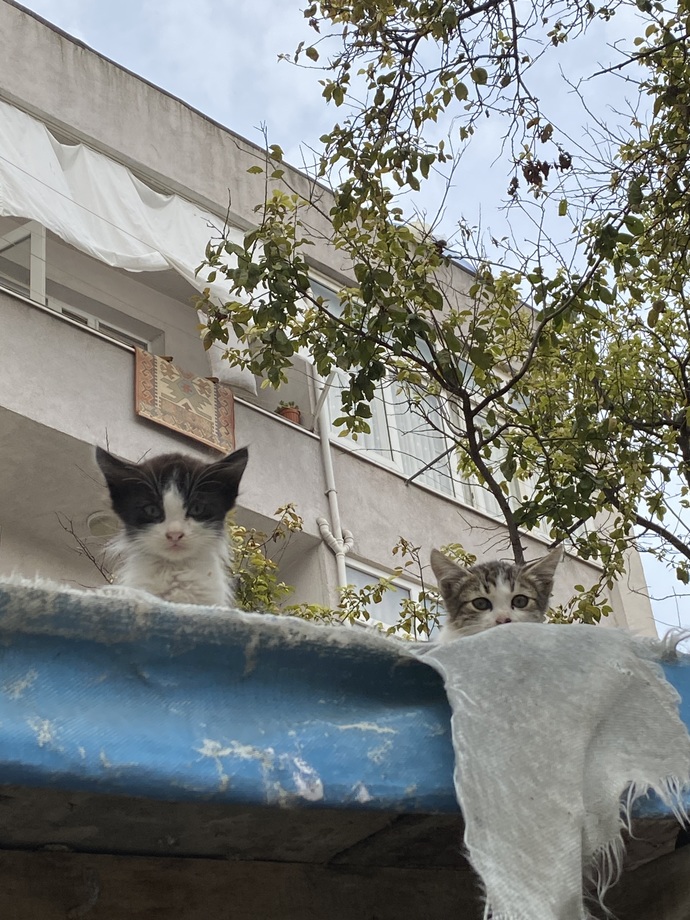 Çektiğiniz en güzel hayvan fotoğrafı nedir?