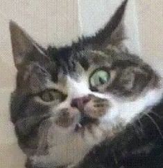 Hayır baya geç uyuyorum uyandığımda bu kedi gibi oluyorum 😂😂