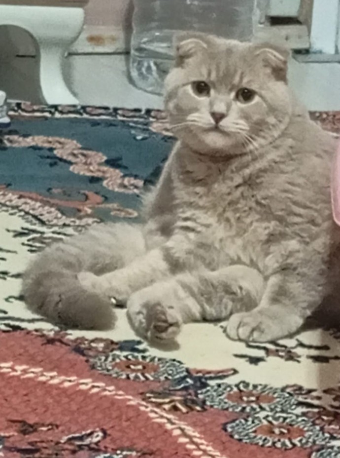 Kedim durduk yere üstüme isedi?
