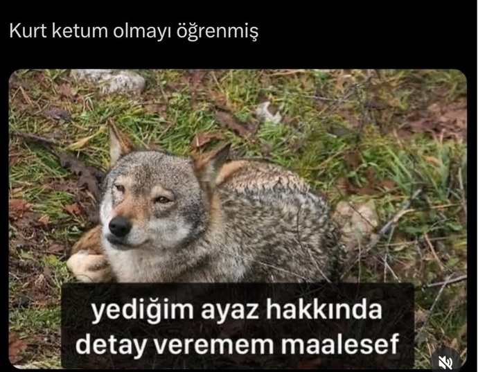 Kurtun hayatı nasıl gidiyor? yyediği ayazı unuttu mu?