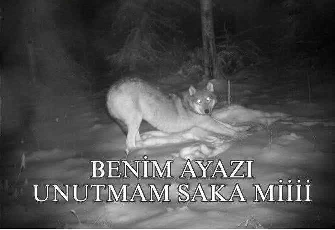Kurt'un hayatı nasıl gidiyor? yyediği ayazı unuttu mu?