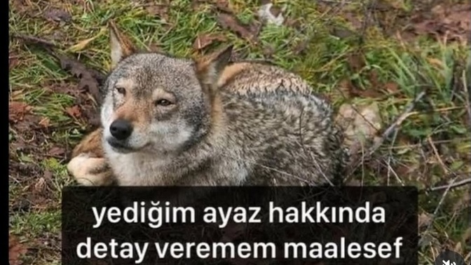 Kurt'un hayatı nasıl gidiyor? yyediği ayazı unuttu mu?