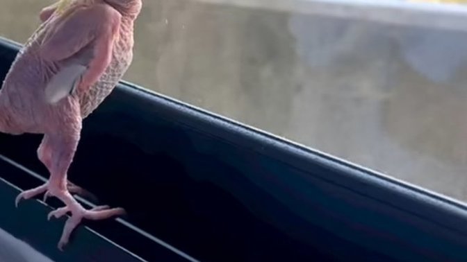 Sizce bir asgari ücretlinin "rüyası" nedir 🙄?